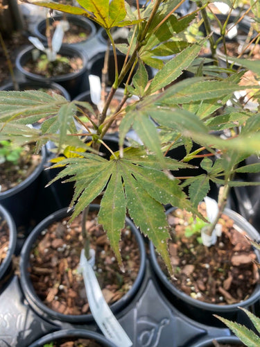 Acer shirasawanum 'Mikado' - mapleridgenursery